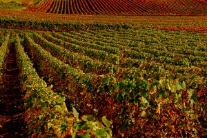 Vignobles de Champagne - photo vainsang